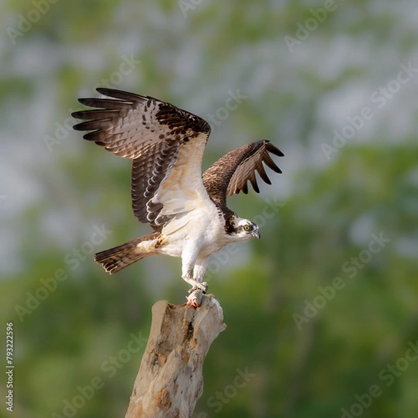 Obraz Osprey taking flight with fish in claws
