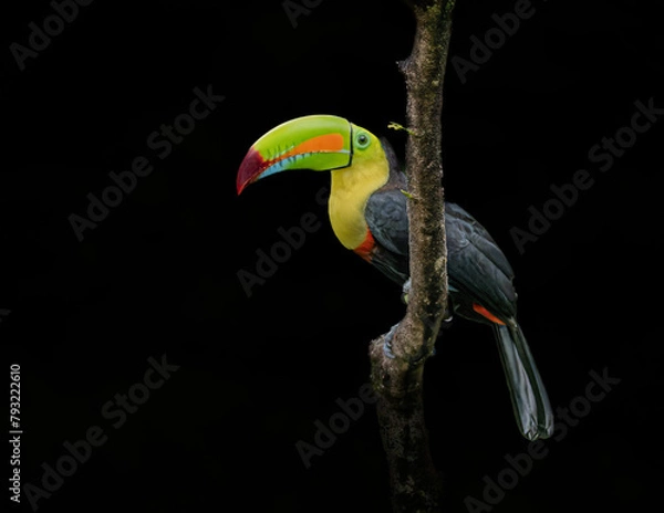 Obraz Stunning portrait of a toucan