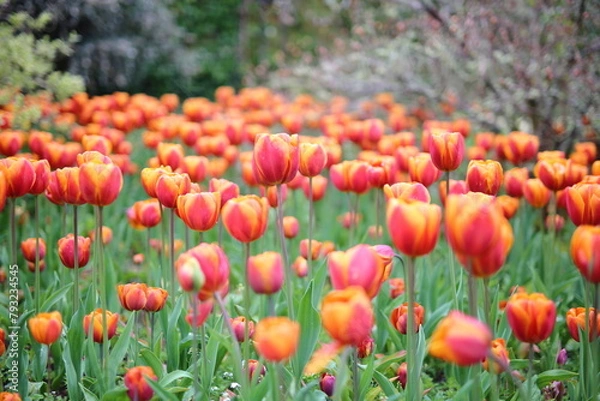 Obraz Tulips - Spring in the UK