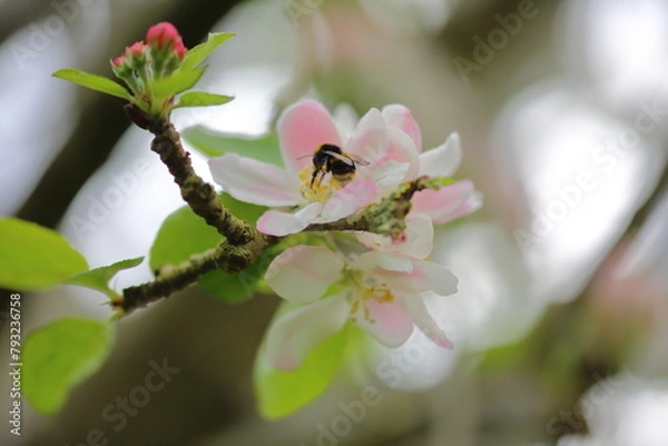 Obraz Apple blossom