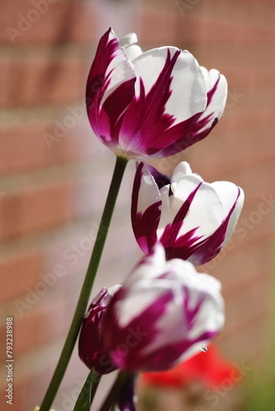 Obraz Tulips garden - UK