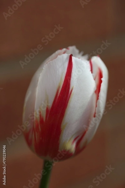 Obraz Garden tulips UK