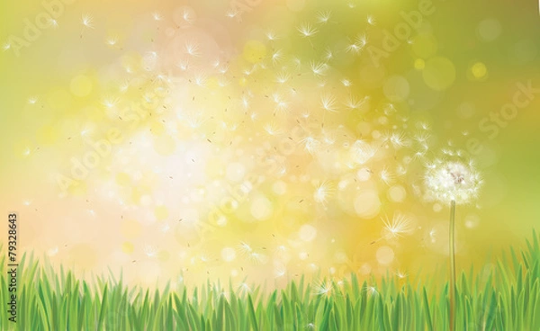 Fototapeta Vector  spring background with white dandelion.