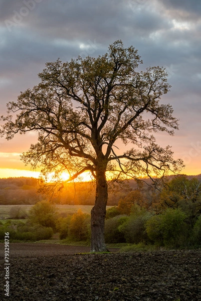 Obraz tree in the field at sunset
