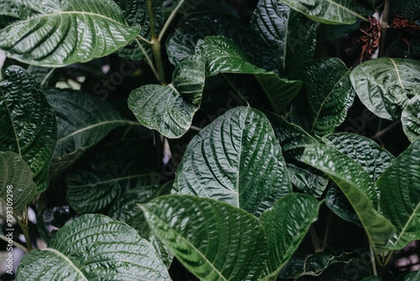 Obraz leaves background