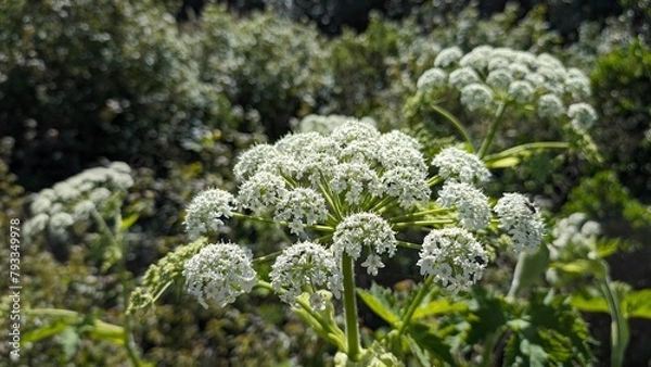 Obraz Poison Hemlock on a hike