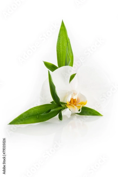 Obraz Orchidee mit Bambus