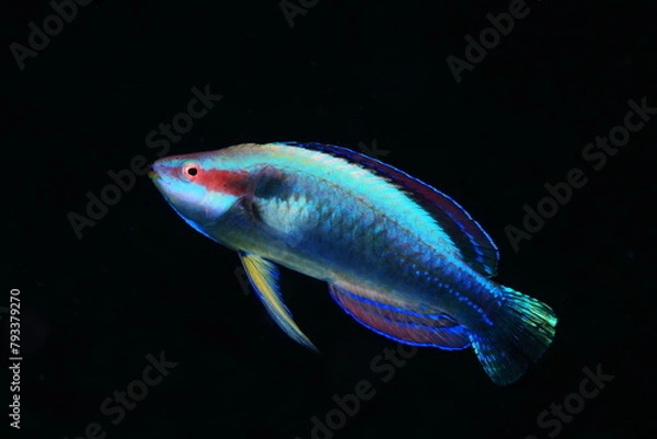 Obraz イトヒキベラ