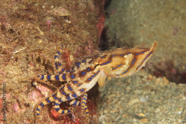 Obraz ヒョウモンダコ