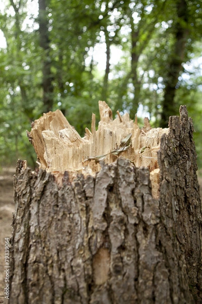 Obraz stump in the forest