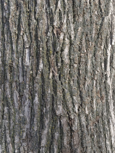 Obraz 樹皮