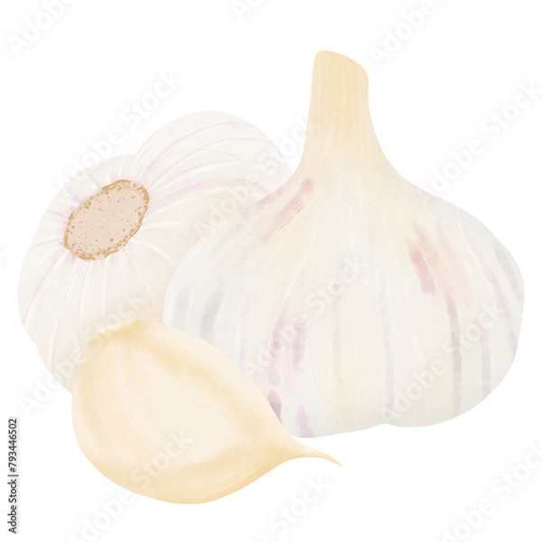 Fototapeta Garlic Or Allium sativum.Whole and peeled cloves. Realistic  illustration isolated on white background.