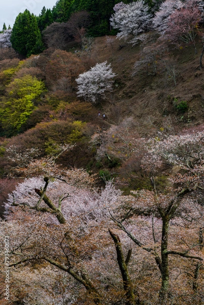 Obraz 奈良県 春の吉野山の桜景色
