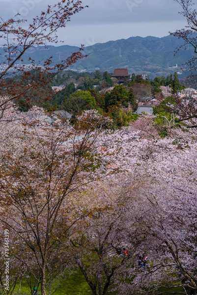 Obraz 奈良県 春の吉野山の桜景色