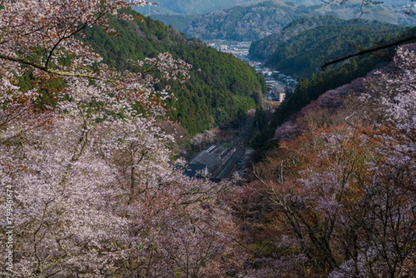 Obraz 奈良県 春の吉野山の桜景色
