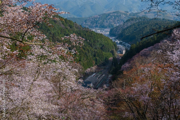 Obraz 奈良県 春の吉野山の桜景色