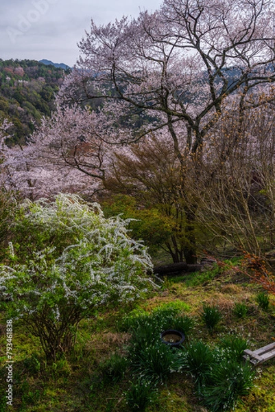 Obraz 奈良県 春の吉野山の桜景色