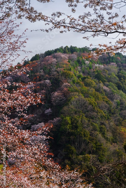 Obraz 奈良県 春の吉野山の桜景色