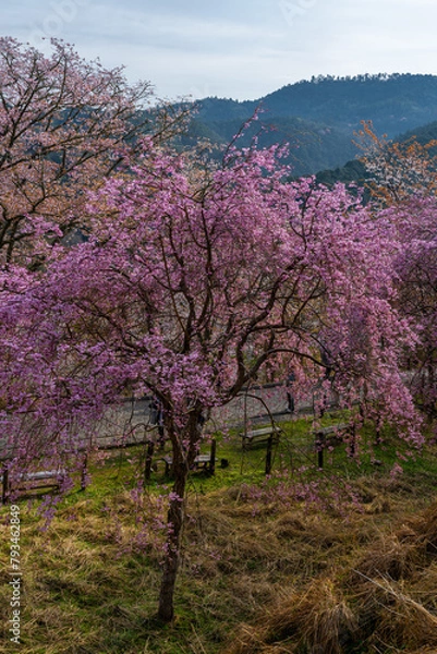 Obraz 奈良県 春の吉野山の桜景色