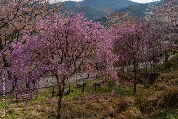 Obraz 奈良県 春の吉野山の桜景色