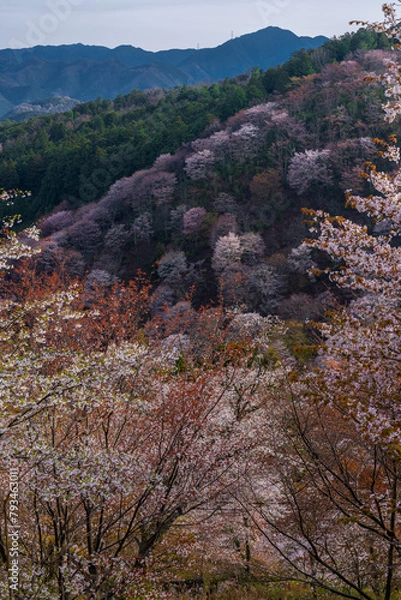 Obraz 奈良県 春の吉野山の桜景色