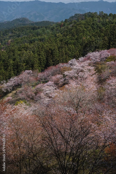 Obraz 奈良県 春の吉野山の桜景色