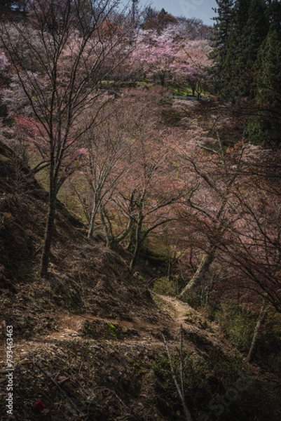 Obraz 奈良県 春の吉野山の桜景色