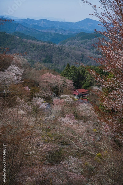 Obraz 奈良県 春の吉野山の桜景色