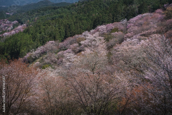 Obraz 奈良県 春の吉野山の桜景色