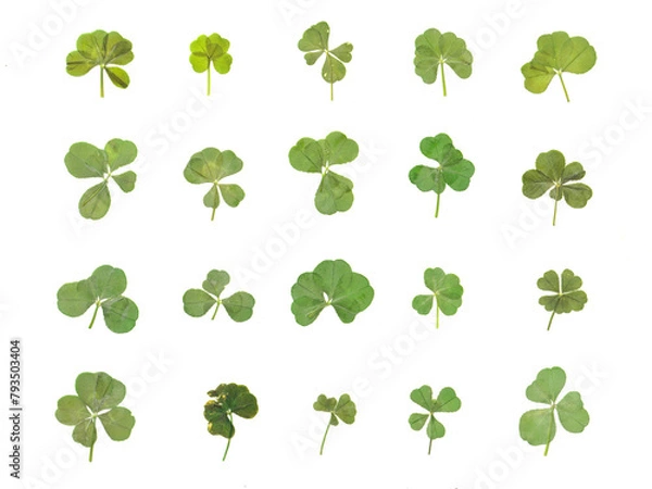Obraz Variety of Real Authentic 4-5 Leaf Clovers from the Pacific Northwest (Flattened and Isolated)
