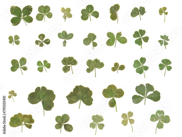 Obraz Variety of Real Authentic 4-5 Leaf Clovers from the Pacific Northwest (Flattened and Isolated)
