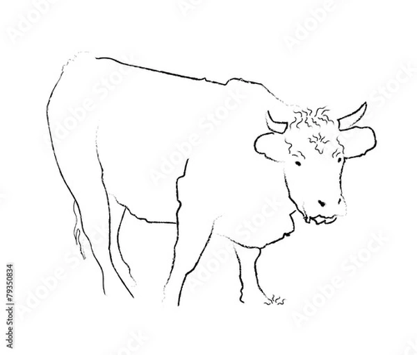 Obraz Vache dans un pré