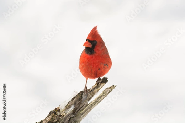 Fototapeta Northern cardinal in winter