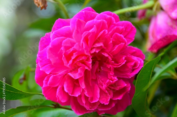 Obraz pink flower