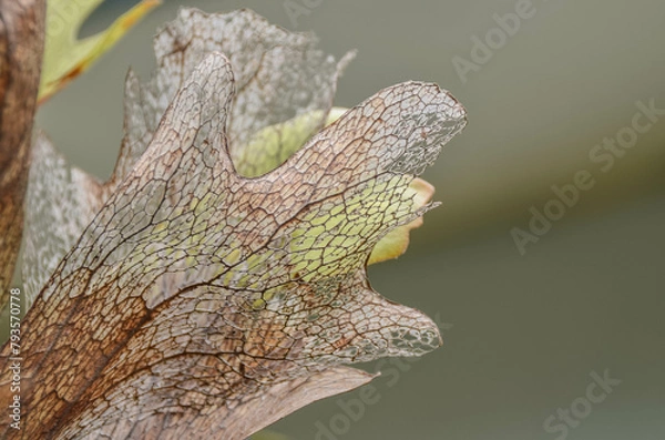 Obraz lizard on a tree