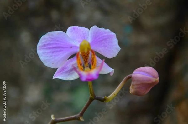Obraz orchid