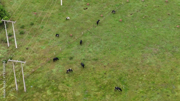Obraz cattle grazing in a field