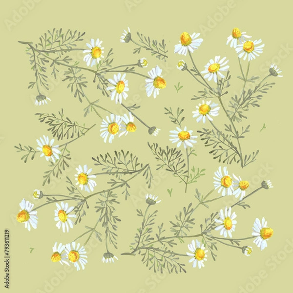 Obraz Chamomile flower bouquets on a light green background. Botanical sketch of medical herb for label, herbal tisane tea packaging, fashion prints. Hand drawn square template