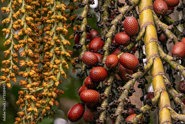 Obraz flowers and fruits of the buriti palm tree
