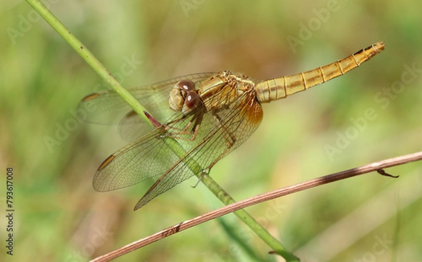 Obraz Feuerlibelle - Scarlet Darter