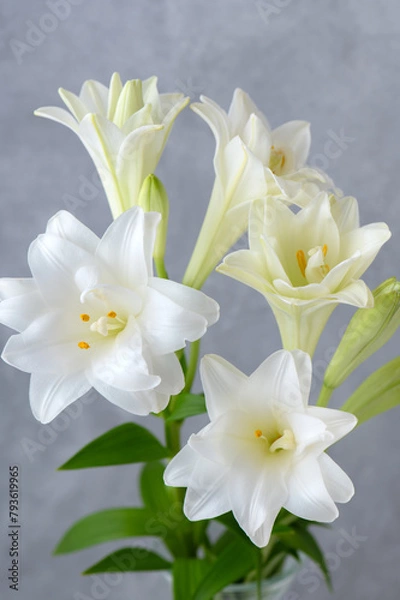 Obraz 八重咲きの百合