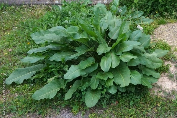 Obraz 養分を吸ってひときわ大きく育った自然のエゾノギシギシ