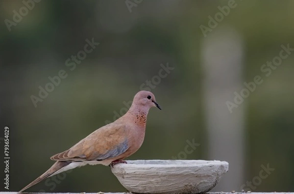 Obraz dove sitting and eating with blurred background