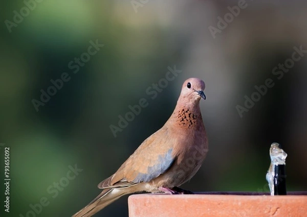 Obraz dove sitting and eating with blurred background