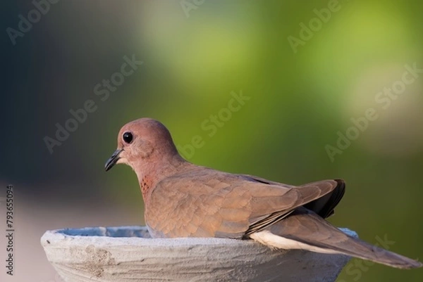 Obraz dove sitting and eating with blurred background