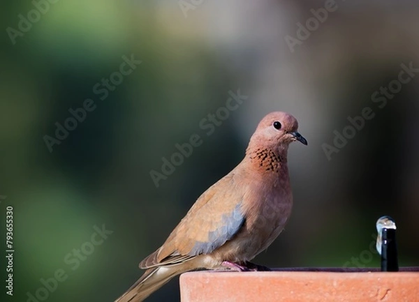 Obraz dove sitting and eating with blurred background
