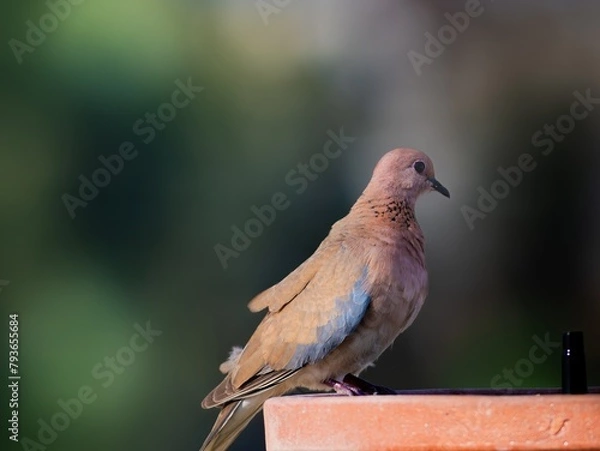 Obraz dove sitting and eating with blurred background