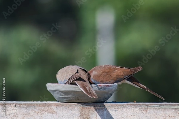 Obraz two laughing doves eating and looking at the camera with blurred background