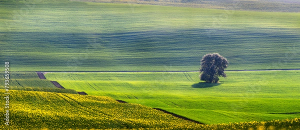 Fototapeta Lonely tree during sunrise in the middle of wavy spring fields of Moravian Tuscany near Kyjov city, Czech republic