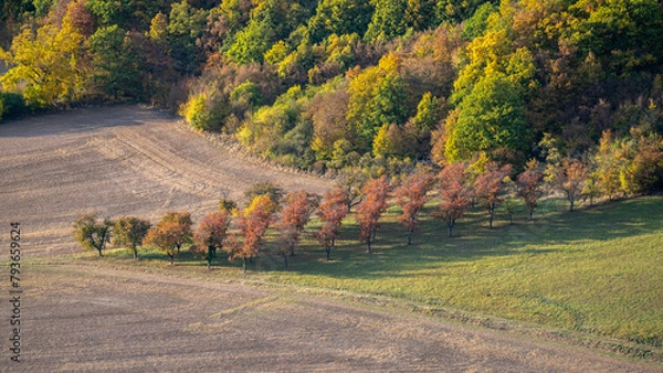 Fototapeta Earial photo of fruit orchad and forrest during autumn